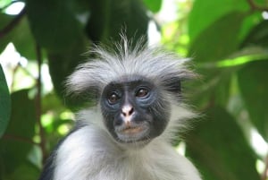 Zanzibar: Mnemba Island, Jozani Forest & Salaam Cave Tour