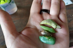 Zanzíbar: isla de Mnemba, bosque de Jozani y tour de mariposas