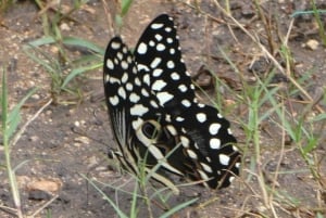 Zanzíbar: isla de Mnemba, bosque de Jozani y tour de mariposas