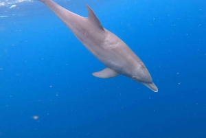 Zanzíbar: isla de Mnemba, bosque de Jozani y tour de mariposas