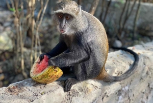 Zanzíbar: isla de Mnemba, bosque de Jozani y tour de mariposas