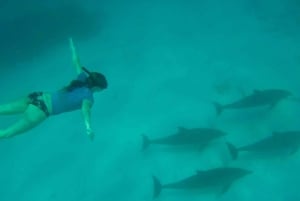 Zanzíbar: isla de Mnemba, bosque de Jozani y tour de mariposas