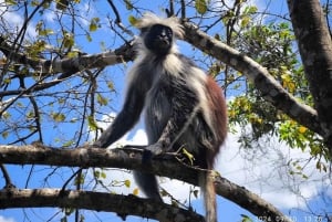 Zanzíbar: isla de Mnemba, bosque de Jozani y tour de mariposas