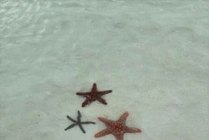 Zanzibar: Dagstur till Mnemba Island och Jozani Forest