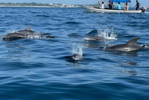 Zanzibar: Dagstur till Mnemba Island och Jozani Forest