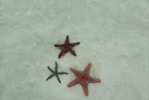 Zanzibar: Dagstur till Mnemba Island och Jozani Forest