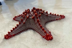 Zanzibar: Dagstur till Mnemba Island och Jozani Forest