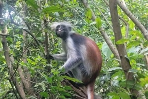 Zanzibar: Dagstur till Mnemba Island och Jozani Forest
