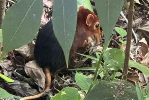 Zanzibar: Dagstur till Mnemba Island och Jozani Forest