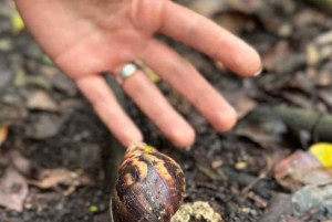 Zanzíbar: excursión de un día a la isla de Mnemba y al bosque de Jozani