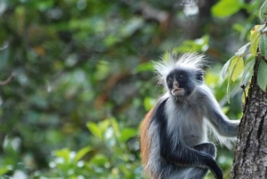 Zanzíbar: excursión de un día a la isla de Mnemba y al bosque de Jozani