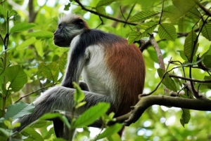 Zanzíbar: excursión de un día a la isla de Mnemba y al bosque de Jozani