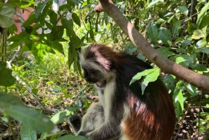 Zanzíbar: excursión de un día a la isla de Mnemba y al bosque de Jozani