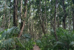 Zanzíbar: excursión de un día a la isla de Mnemba y al bosque de Jozani