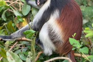 Zanzíbar: excursión de un día a la isla de Mnemba y al bosque de Jozani