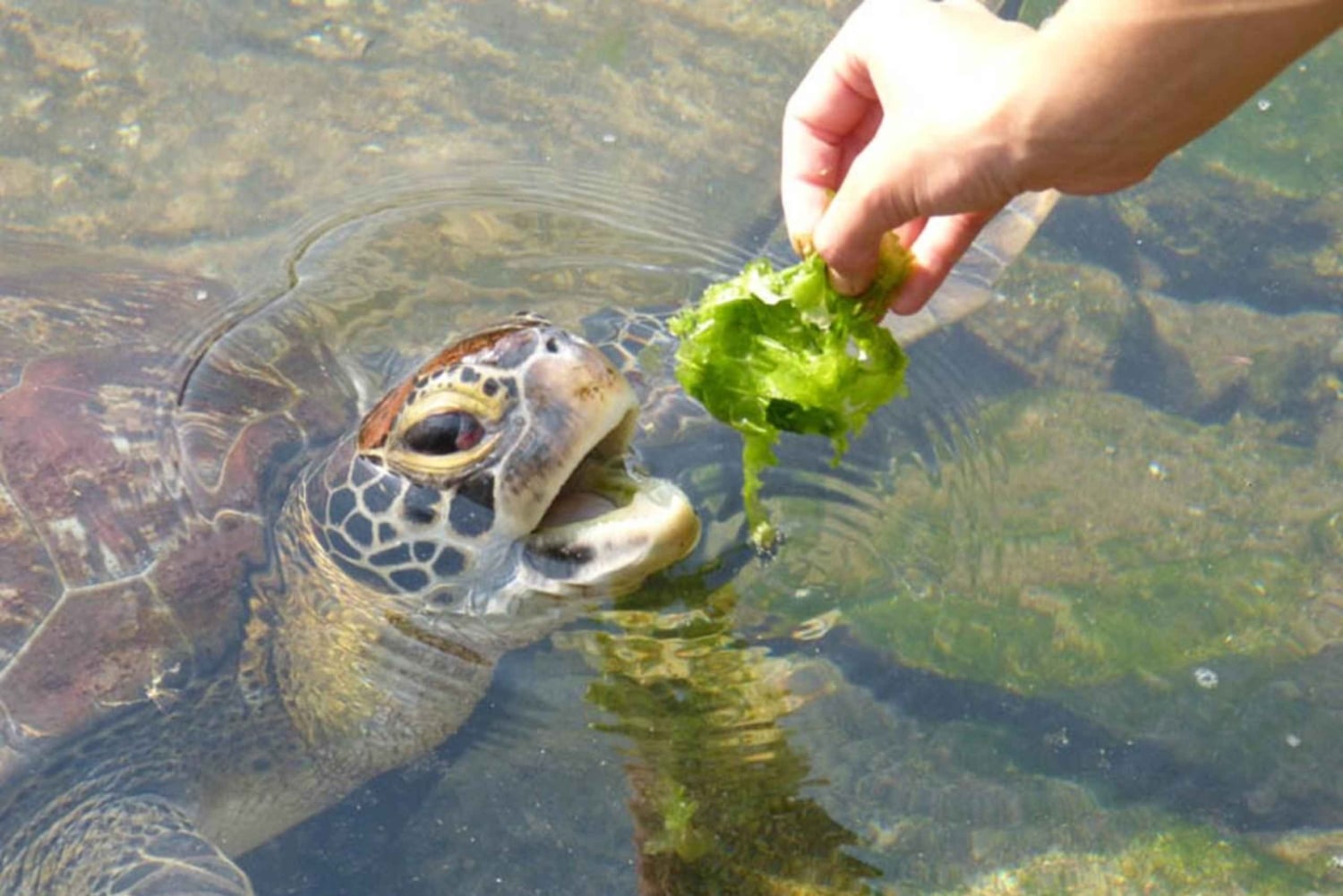 Zanzibar: Mnemban saari, Jozanin metsä ja merikilpikonnat
