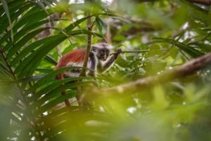 ZANZIBAR: Mnemba Island, Jozani Forest & Sea Turtles