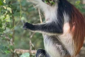 Zanzibar: l'isola di Mnemba, la foresta di Jozani e le tartarughe marine