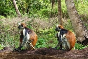 Zanzibar: Mnemban saari, Jozanin metsä ja merikilpikonnat