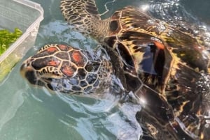 Zanzibar: wyspa Mnemba, las Jozani i żółwie morskie