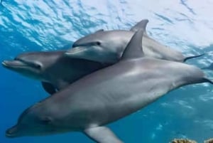 Zanzibar: wyspa Mnemba, las Jozani i wycieczka z żółwiami