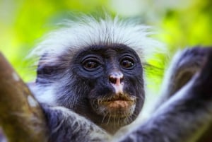 Zanzibar: Mnemba Island, Monkeys & Kuza Cave Private Tour