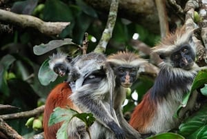 Zanzibar: Mnemba Island, apor och Kuza Cave privat tur