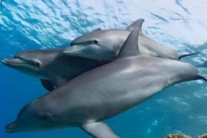 Zanzibar: Mnemban saari, Nungwin akvaario ja Kendwa-kierros