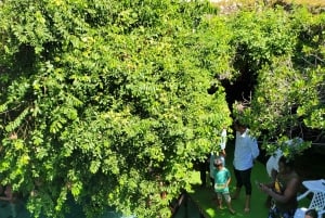 Zanzibar: Zipline-eventyr i Masingini-skogen