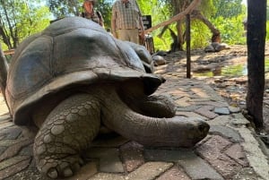 Zanzibar: Zipline-eventyr i Masingini-skogen