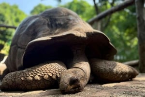 Zanzibar: Zipline-eventyr i Masingini-skogen