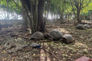 Zanzibar: Zipline-eventyr i Masingini-skogen