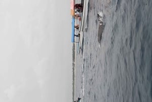 Zanzibar: Snorkeling na wyspie Mnemba i wycieczka z delfinami