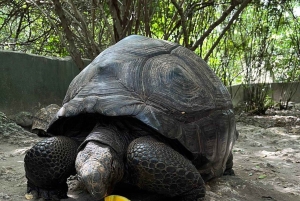 Zanzibar : Île de Mnemba, Aquarium des Tortues Marines et Zoo de Kilosa