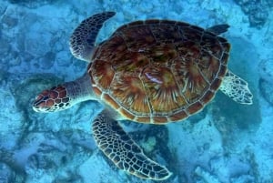 Zanzibar: visita alle tartarughe marine dell'isola di Mnemba e alla foresta di Jozani