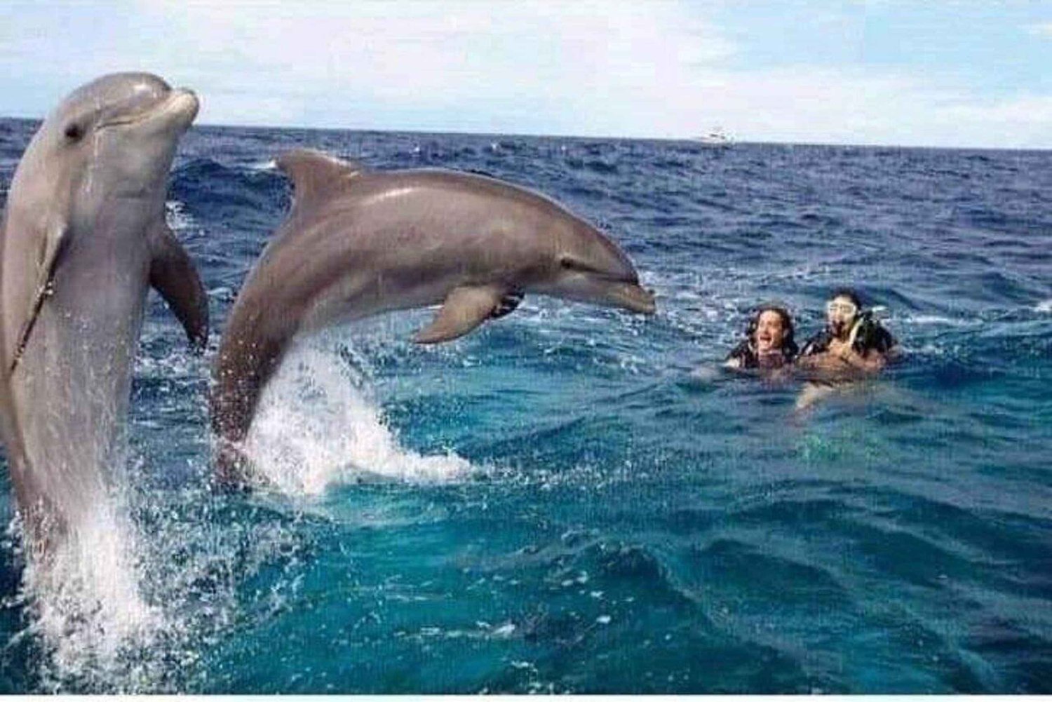 Sansibar: Schnorcheln auf Mnemba Island & Schwimmen mit Delfinen + Mittagessen