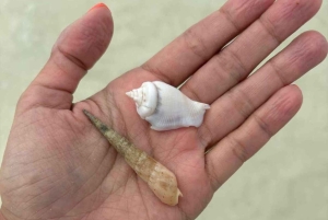 Zanzibar: Mnemba Island Snorkeling & Dolphin swmming + lunch