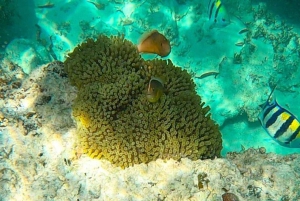 Zanzibar: Snorkling og ridetur på Mnemba-øya