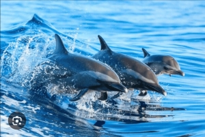 Zanzibar: Mnemba Island, krydderifarm og Stone Town med frokost
