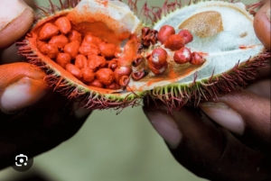 Zanzibar: Mnemba Island, krydderifarm og Stone Town med frokost