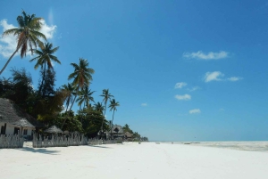 Zanzibar - rundtur på Mnemba Island och Baraka akvarium - sköldpaddor