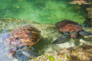 Zanzibar: Excursão à ilha de Mnemba e ingresso para o aquário de tartarugas de Nungwi