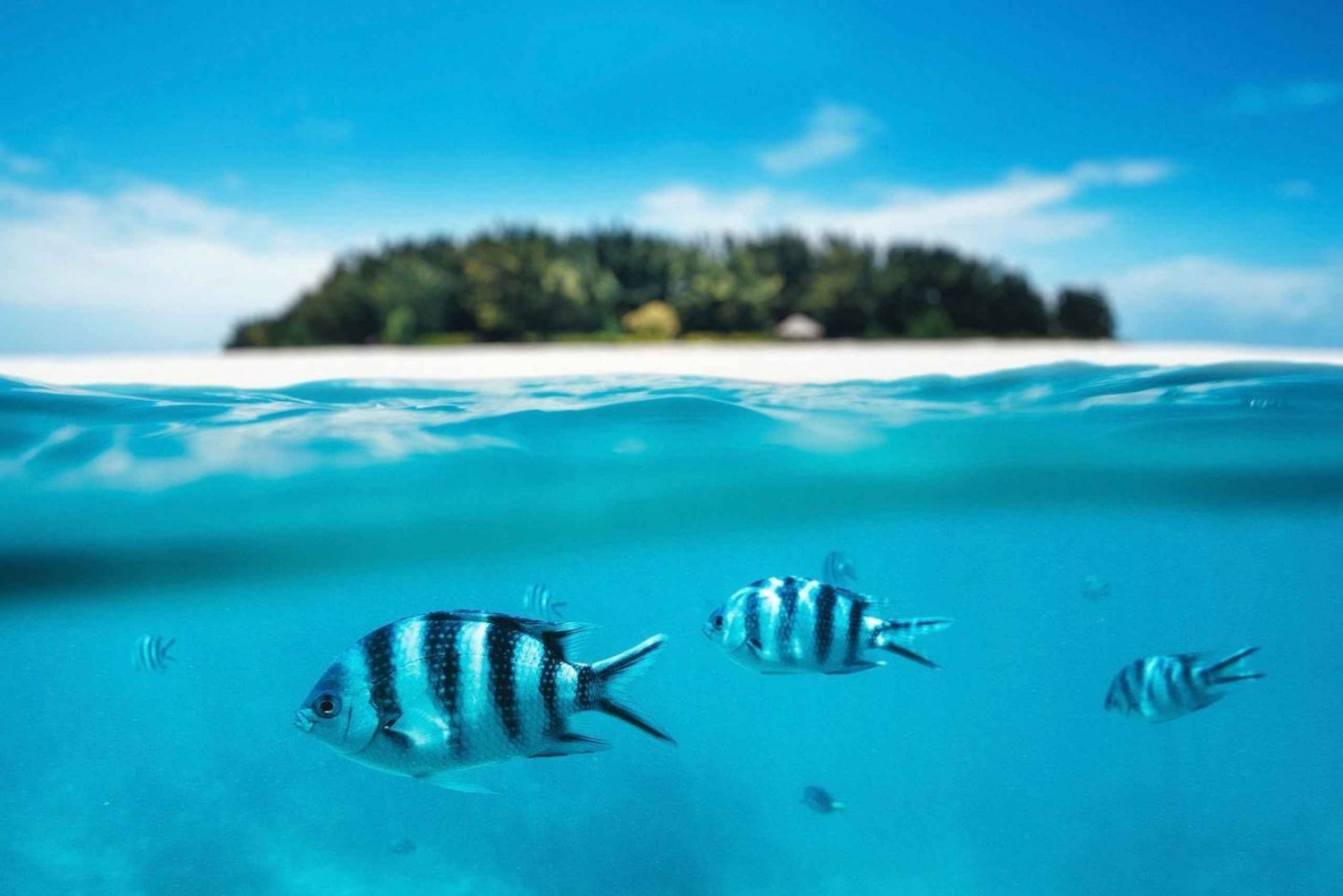 Zanzibar: isola di mnemba, nuoto delle tartarughe con la spiaggia di kendwa