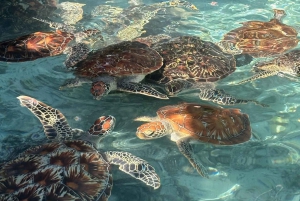 Zanzibar : île de Mnemba, baignade des tortues à la plage de Kendwa