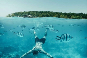 Zanzibar : île de Mnemba, baignade des tortues à la plage de Kendwa