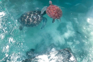 Zanzibar : île de Mnemba, baignade des tortues à la plage de Kendwa