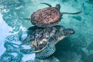 Zanzibar : île de Mnemba, baignade des tortues à la plage de Kendwa
