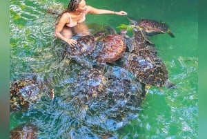 Zanzibar : île de Mnemba, baignade des tortues à la plage de Kendwa