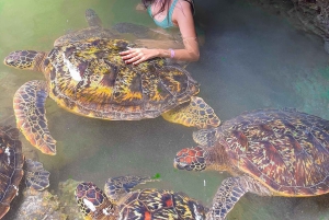 Zanzibar : île de Mnemba, baignade des tortues à la plage de Kendwa