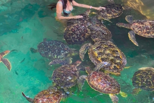 Zanzibar : île de Mnemba, baignade des tortues à la plage de Kendwa